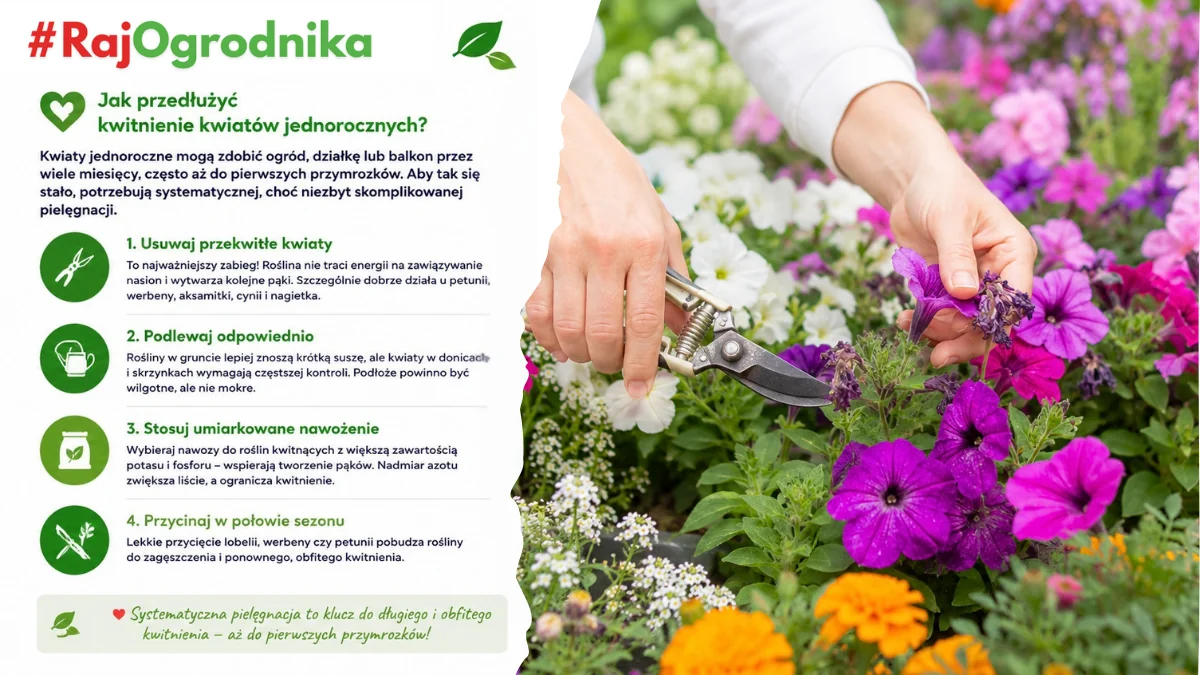 jak przedłużyć kwitnienie kwiatów jednorocznych blog sklep rajogrodnika